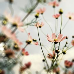 Close-up of flowers