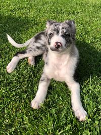 Portrait of dog lying on grass