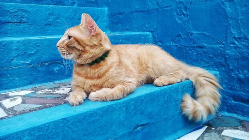 Ginger cat sitting on steps against blue wall