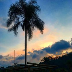 Tree against sky at sunset