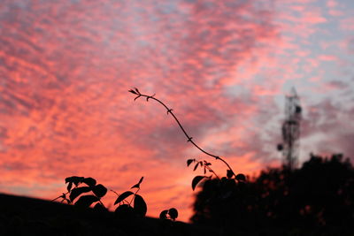 Silhouette of tree against orange sky