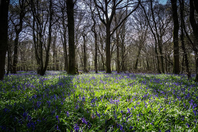 Trees growing in forest