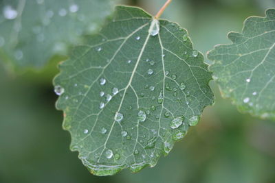 Close-up of raindrops on leaves