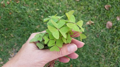 Close-up of hand holding clover