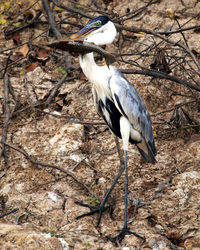 Close-up of bird