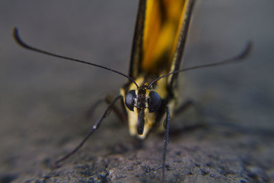 Close-up of insect