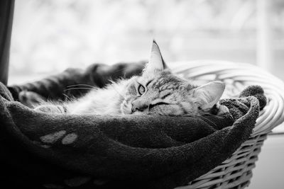 Close-up of cat relaxing in basket