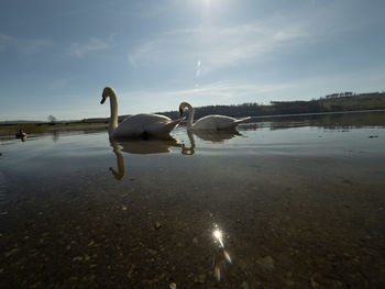 View of swans swimming on lake