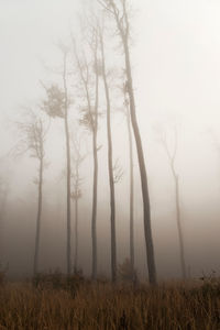Trees on field against sky in forest