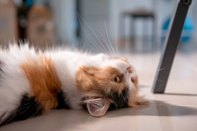 Close-up of cat lying on floor at home