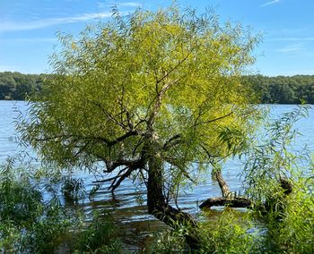 Tree by lake against sky