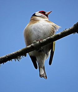 Low angle view of birds in flight