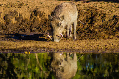 Pig drinking water