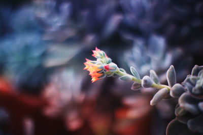 Close-up of flowering plant