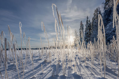 Snow covered landscape against sky