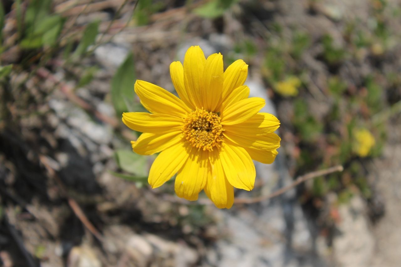 flower, yellow, petal, freshness, flower head, fragility, growth, close-up, pollen, focus on foreground, beauty in nature, single flower, blooming, nature, plant, in bloom, day, outdoors, no people, insect