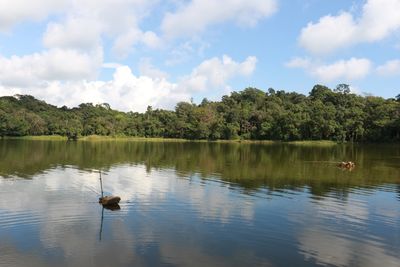 View of ducks in lake