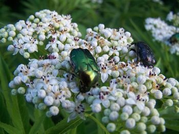 Close-up of white flowering plants