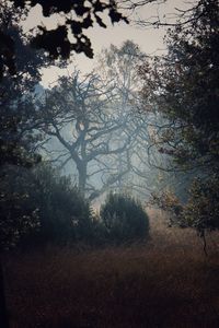 Trees in forest against sky