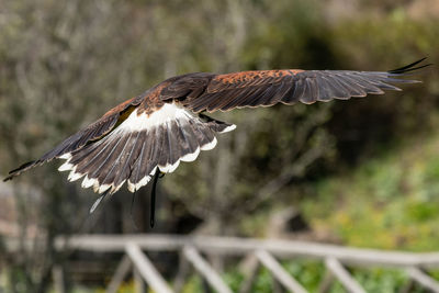 Hawk flying against trees
