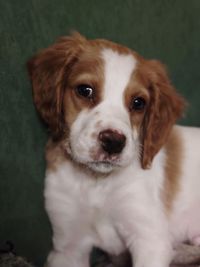 Close-up portrait of puppy