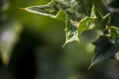 Close-up of leaves on plant