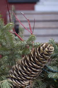 Close-up of pine cones