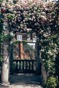 View of flowering tree by building