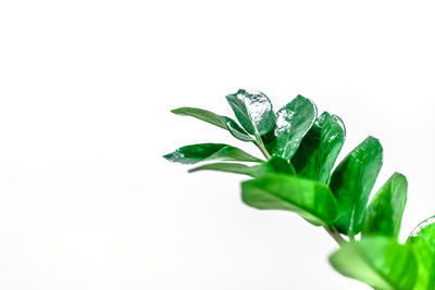 Close-up of plant against white background