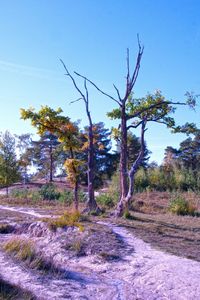 Trees on field against clear blue sky