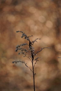 Close-up of dry plant