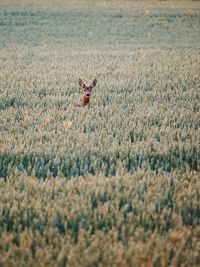 Horse flying in grass