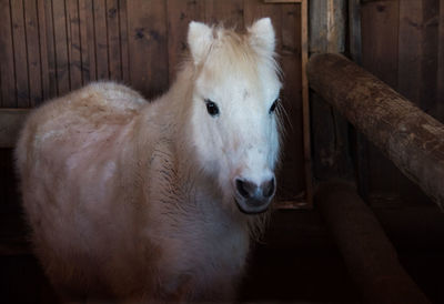 Close-up of white horse in stable