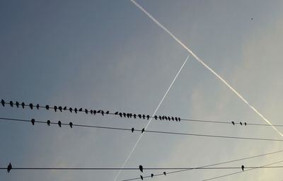 Low angle view of birds perching on cable against sky