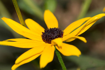 Close-up of yellow flower