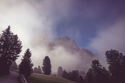 Low angle view of trees against sky