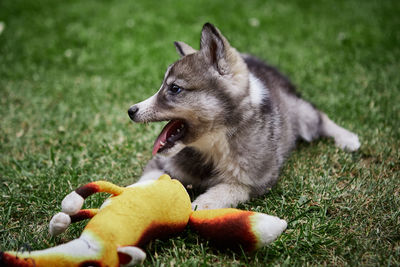 Dog looking away by toy on grass