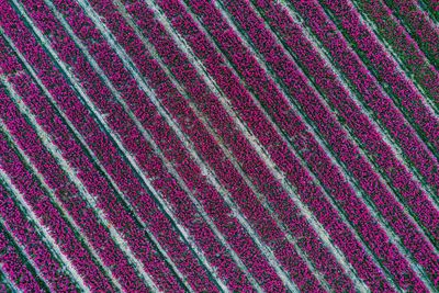 Full frame image of pink tulip field