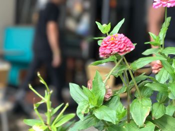 Close-up of flowers against blurred background