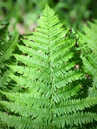 Close-up of fern leaves