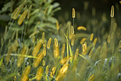 Close-up of crops growing on field