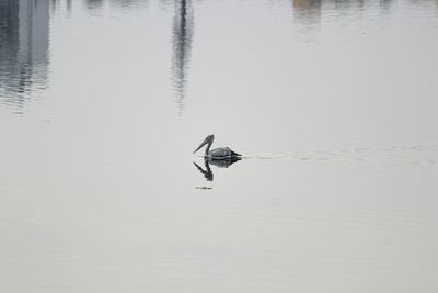 Bird swimming in lake