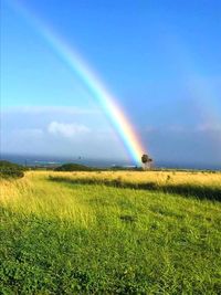 Rainbow over field against sky