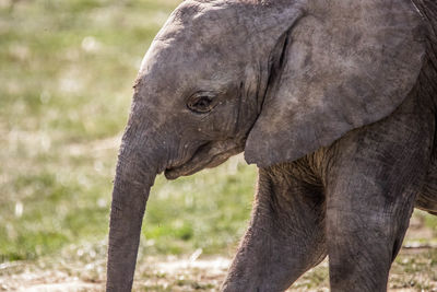 Close-up of elephant