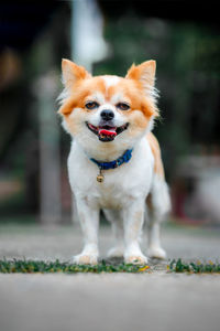 Portrait of dog running