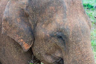 Close-up of an asian elephant eye, udawalawa national park, sri lanka