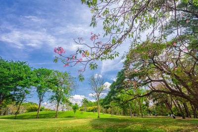 Trees on field against sky