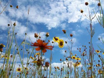 Low angle view of flowers against sky