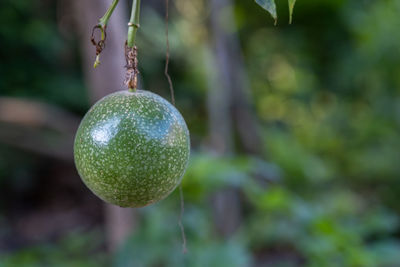 Close-up of fruit growing on tree