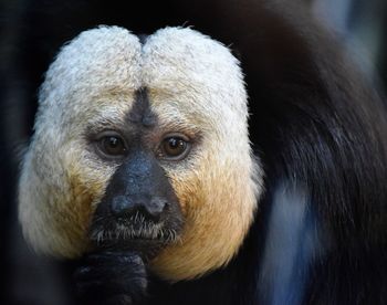 Close-up portrait of monkey